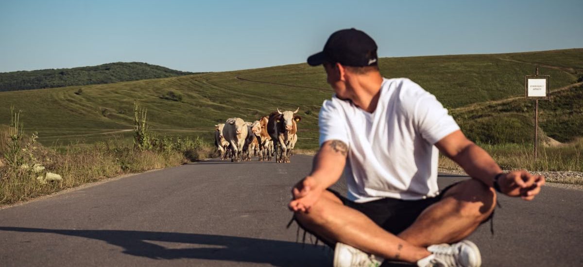 A man sits on a country road, watching a herd of cattle approach under a clear sky.