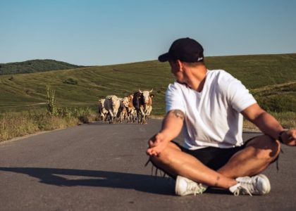 A man sits on a country road, watching a herd of cattle approach under a clear sky.